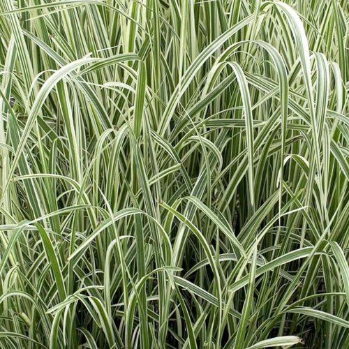 Miscanthus Sinensis Variegatus (Japanese Silver Grass)