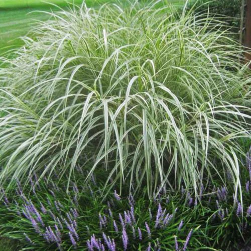 Miscanthus Sinensis 'Dixieland' (Eulalia 'Dixieland')