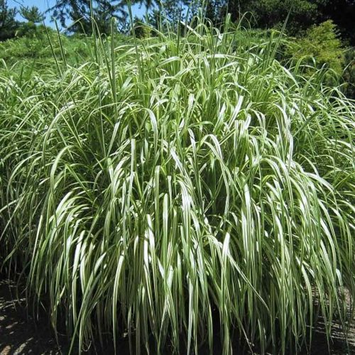 Miscanthus Sinensis 'Cabaret' (Eulalia 'Cabaret')