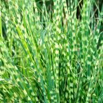 Miscanthus Sinensis ‘Gold Bar’ (Eulalia ‘Gold Bar’)