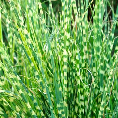 Miscanthus Sinensis 'Gold Bar' (Eulalia 'Gold Bar')