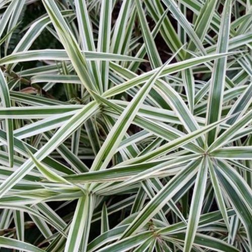 Carex Phyllocephala ‘Sparkler’ (‘Sparkler’ Sedge)