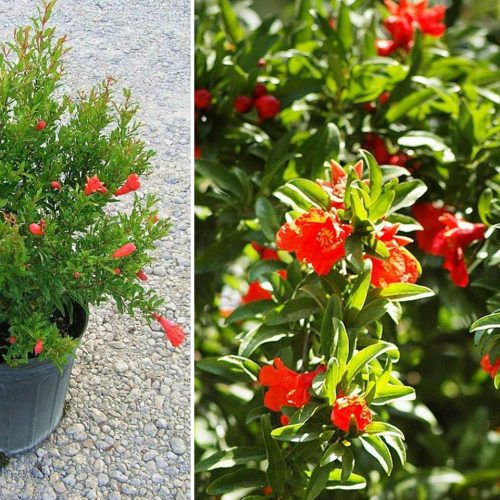 Punica Granatum Nana (Dwarf Pomegranate) - Shrub