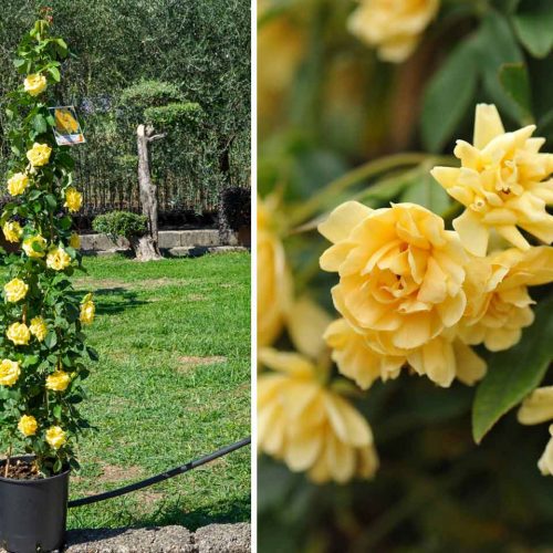 Yellow Roses (Banksiae Lutea Rose) – Climbing