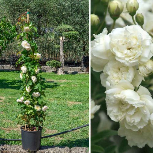 White Roses (Banksiae Alba Plena Rose) – Climbing