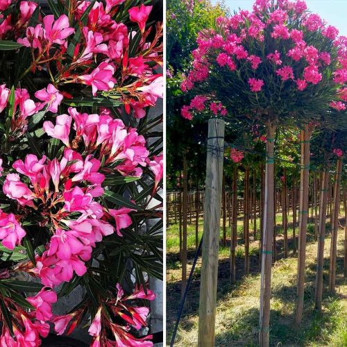 Nerium Oleander (East Indian Oleander) - Standard