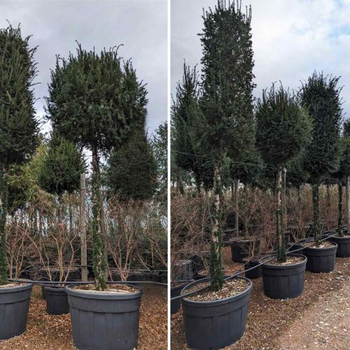 Taxus Baccata (English Yew) – Standard
