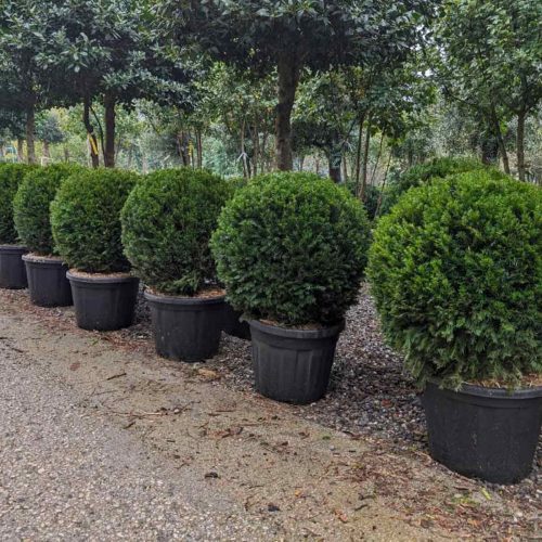 Taxus Baccata (English Yew) – Ball