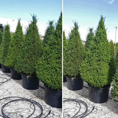 Taxus Baccata (English yew) – Pyramid