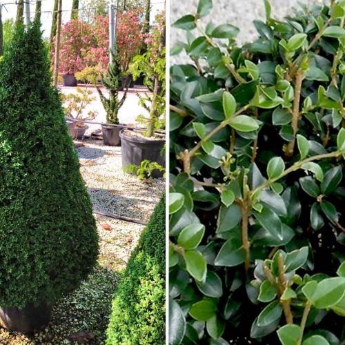 Ligustrum Jonandrum (Delavay Privet) - Cone