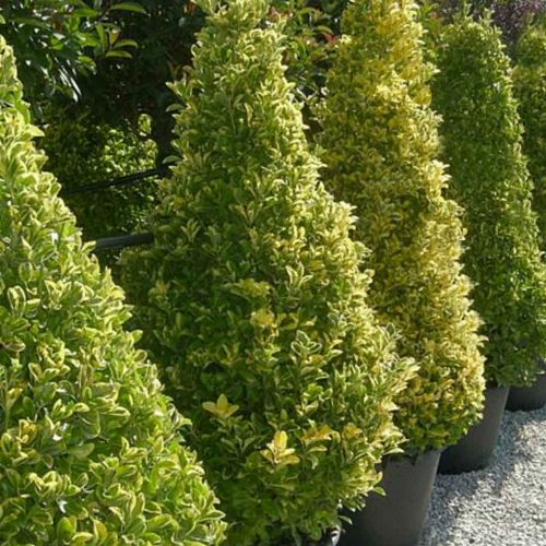Euonymus Japonicus 'Elegantissimus Aureus' (Japanese Spindle 'Aureus') - Cone