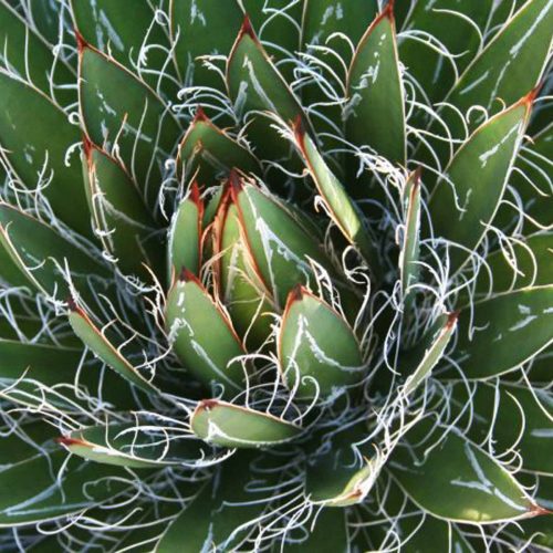 Agave Filifera (Thread-Leaf Agave)