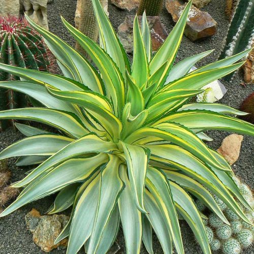 Agave Desmettiana Variegata (Variegated Smooth Agave)