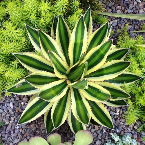 Agave Lophantha Quadricolor (Quadricolor Century Plant)