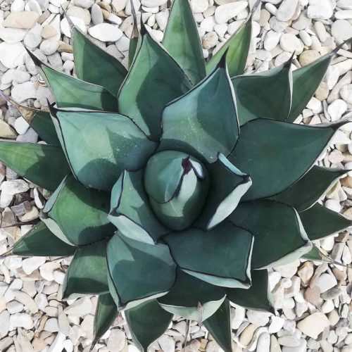 Agave Nigra (Sharkskin Agave)
