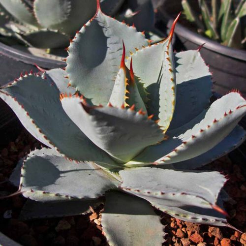 Agave Pygmaea (Agave Seemanniana Ssp. Pygmaea)