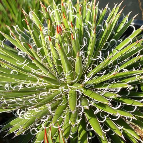 Agave x Leopoldii (Leopold Agave)