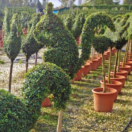 Topiary Squirrel (Ligustrum Jonandrum)