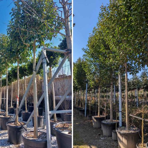 Ligustrum Japonicum (Japanese Privet) – Standard