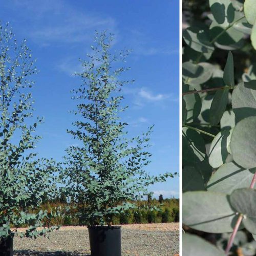 Eucalyptus Gunnii (Cider Gum) - Shrub