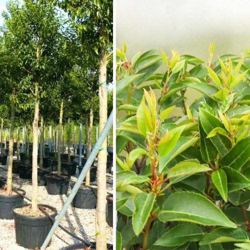 Portuguese Laurel Cherry (Prunus Lusitanica Angustifolia) - Standard
