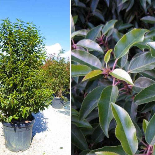Portuguese Laurel Cherry (Prunus Lusitanica Angustifolia) - Shrub