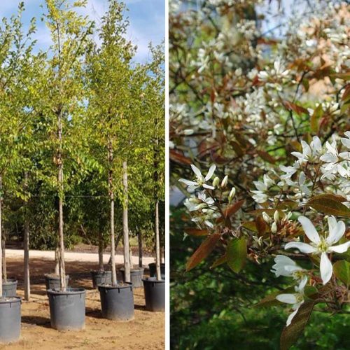 Amelanchier Laevis (Juneberry Tree / Smooth Serviceberry) - Standard