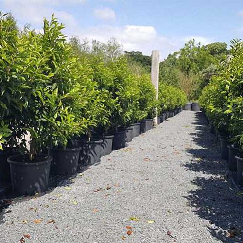 Portuguese Laurel Cherry (Prunus Lusitanica Angustifolia) - Shrub