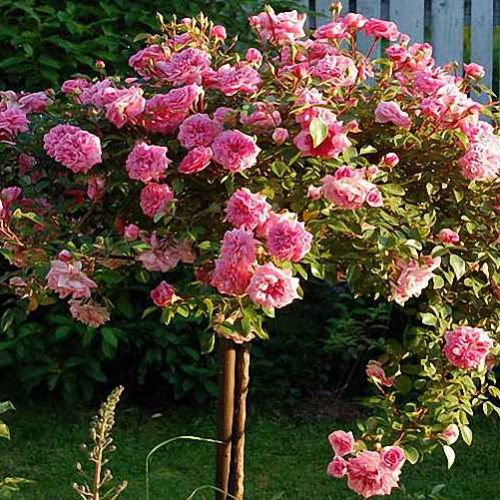 Roses - Weeping (3/4 Standard)