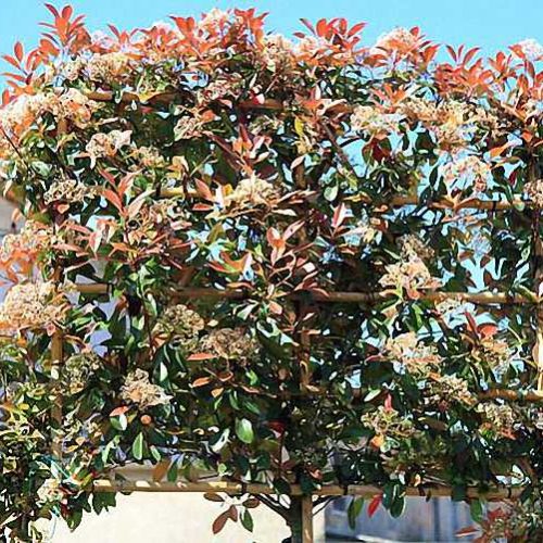 Photinia x Fraseri Red Robin (Christmas Berry Red Robin) - Standard Pleached