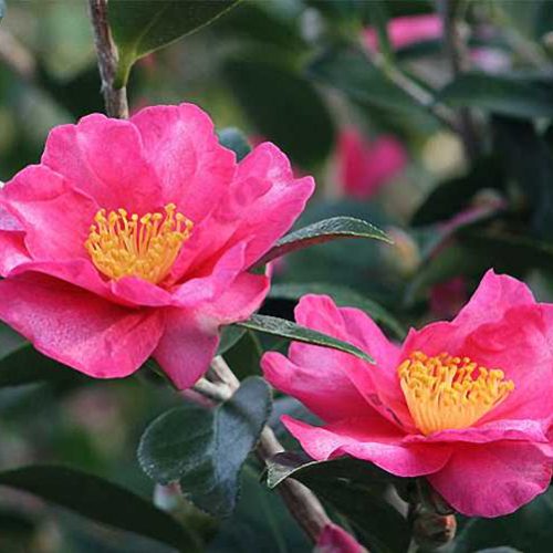 Camellia Sasanqua (Sasanqua Camellia) - Espalier