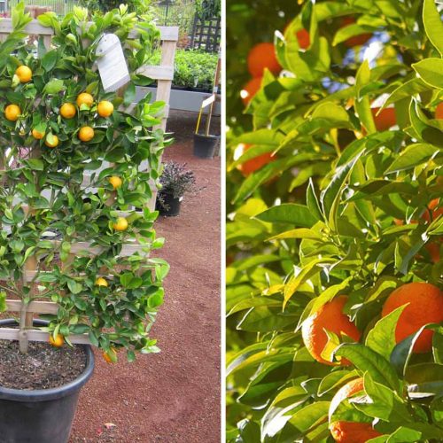 Citrus x Nobilis (Common Mandarin) – Espalier