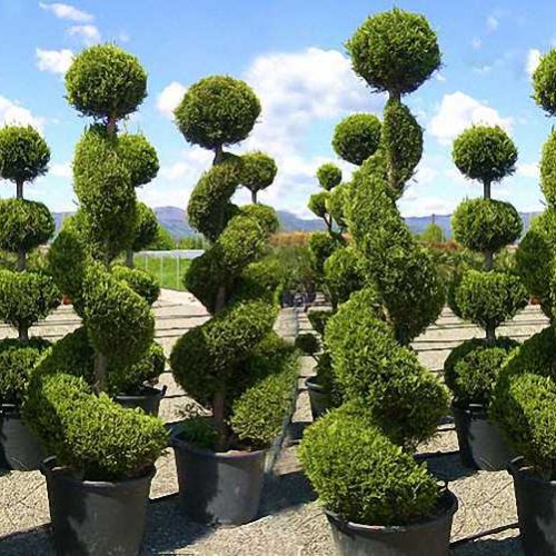 Leyland Cypress 'Castlewellan Gold' (Cupressocyparis Leylandii) - Spiral & Ball