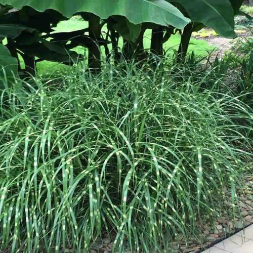 Miscanthus Sinensis 'Little Zebra' ('Little Zebra' Grass)