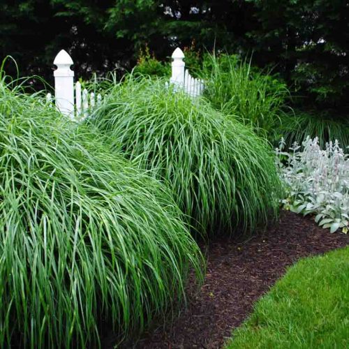 Miscanthus Sinensis 'Zebrinus' (Zebra Grass)