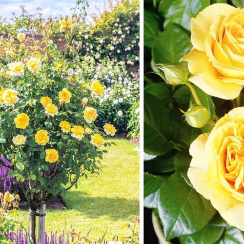 Yellow Roses / Rosa – Half Standard