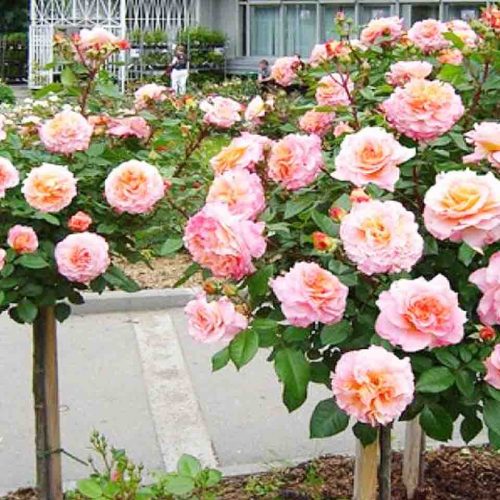 Tangust Roses (Rosa ‘Augusta Luise’) – Half Standard