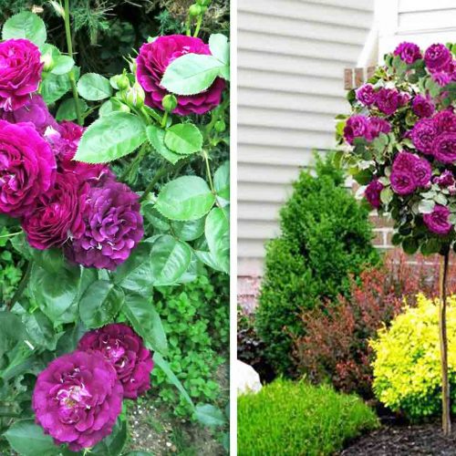 Purple Roses – Half Standard