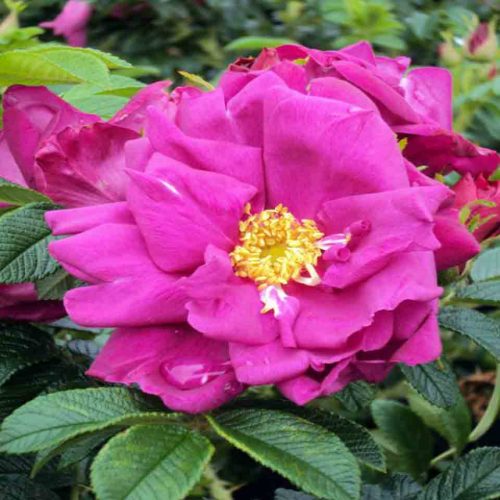 Roses (Rugosa Rose) – Shrub
