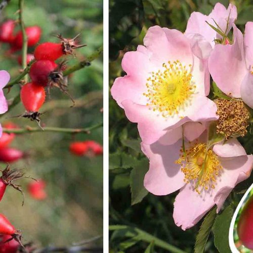 Pink Roses (Canina Rose) – Shrub