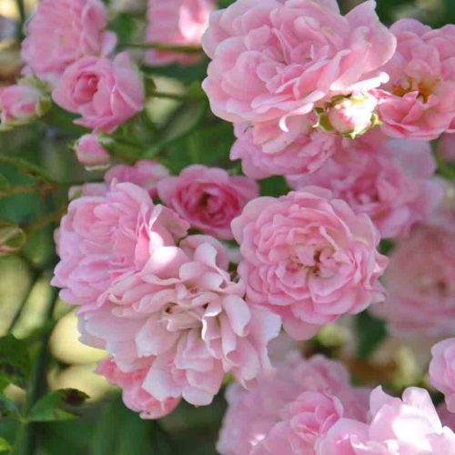Pale Pink Roses (Banksiae Rosea) – Climbing