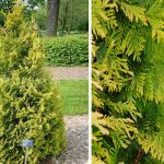 Thuja Occidentalis Yellow Ribbon (Yellow Ribbon Arborvitae)