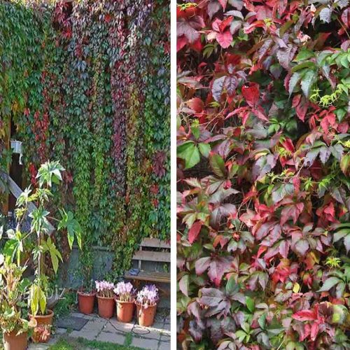 Virginia Creeper (Parthenocissus Quinquefolia) - Climbing