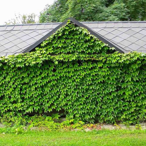 Boston Ivy (Parthenocissus Tricuspidata 'Veitchii') - Climbing