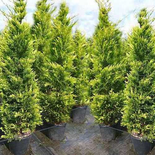Leyland Cypress ‘Castlewellan Gold’ (Cupressocyparis Leylandii)