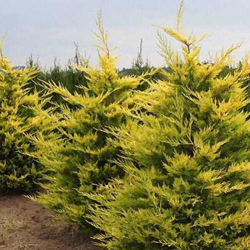 Leyland Cypress 'Gold Rider' (Cupressocyparis Leylandii)