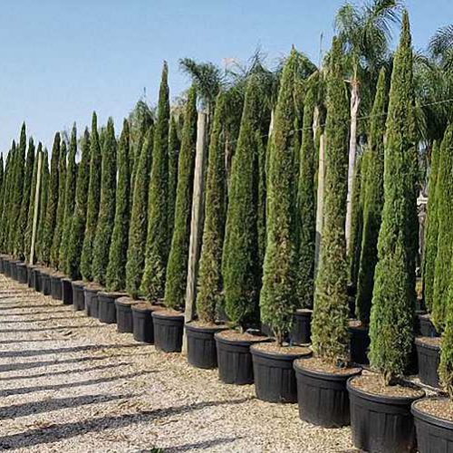 Italian Cypress / Mediterranean Cypress / Green Pencil (Cupressus Sempervirens Pyramidalis)