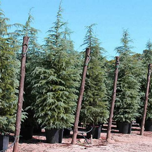 Deodar Cedar / Fountain Tree / Indian Cedar (Cedrus Deodara)