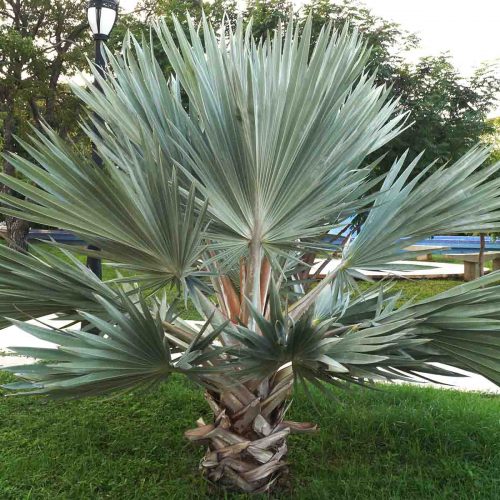 Mexican Blue Palm (Brahea Armata)