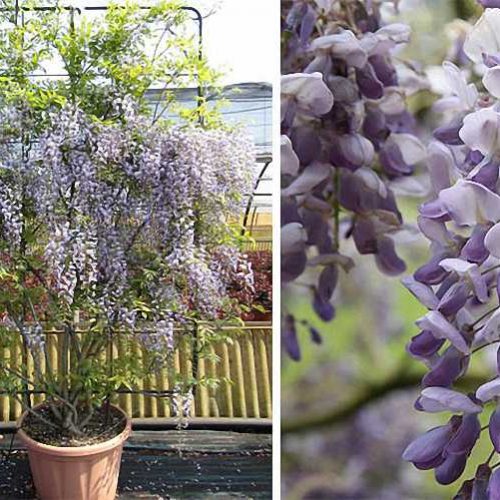Chinese Wisteria (Wisteria Sinensis) - Espalier